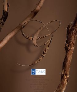 Gaia Lingerie-Fall Winter 2019-39