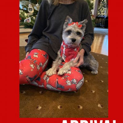 Christmas Doggy Casual Fit Leggings | Plus Size